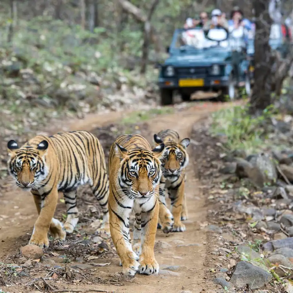 Jaipur to Ranthambore Taxi Service by Star Go Cab
